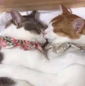 猫咪选择床铺而非猫窝，这6个因素是关键！
