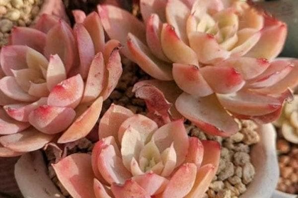 多肉植物养护指南：避免烂根、化水的8个关键技巧