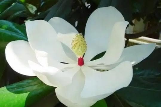 合肥市市花叫什么名字？有哪些寓意？（合肥的市花和市树分别是什么）