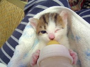小猫拒喝奶？这份营养补给攻略请收好