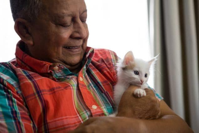 养猫健康指南：如何在享受猫咪陪伴的同时保持健康