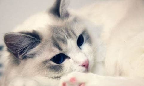 猫咪腹水原因及治疗方法详解