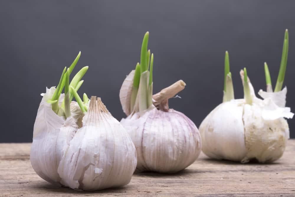 马铃薯、地瓜发芽可以吃吗？蒜头、红萝卜、花生发芽呢？