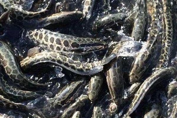 淡水路亚鱼种类大全