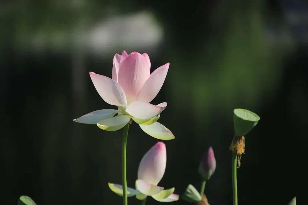 杨万里笔下的夏天：六首七言绝句，清新可人，读来如清风拂面