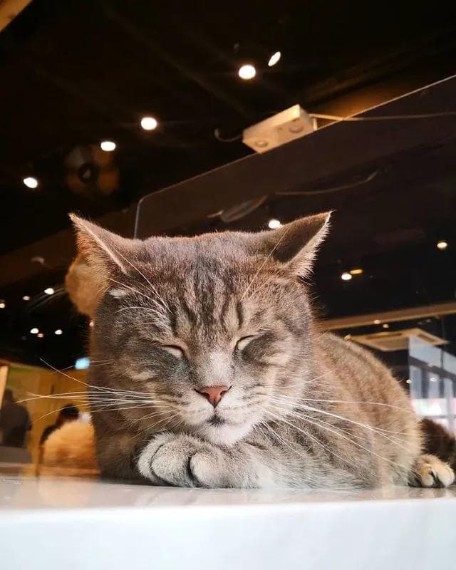 香港十大猫咖啡馆推荐：从观塘到尖沙咀的猫咪天堂
