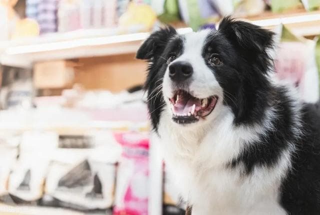 死亡率高于细小的犬胰腺炎，该如何预防