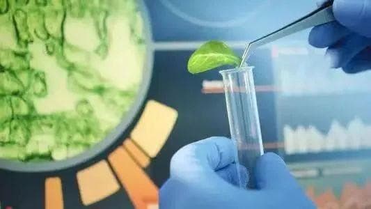 细分赛道推动产业加速扩容 天然植物提取物激活保健食品市场活力
