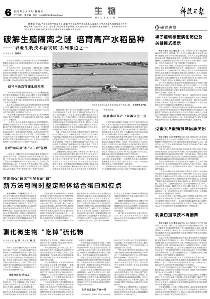 破解生殖隔离之谜 培育高产水稻品种——“农业生物技术新突破”系列报道之一