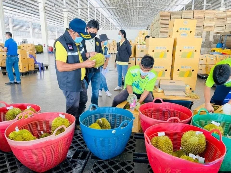 泰国榴莲出口危机 价格暴跌