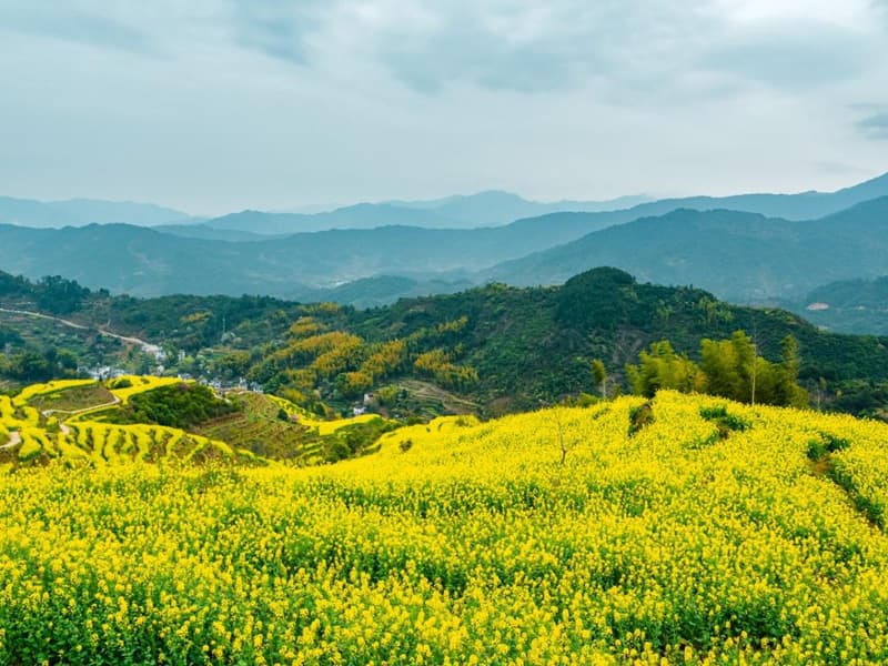 婺源油菜花旅游攻略：散客、自驾、包车三种方案详解