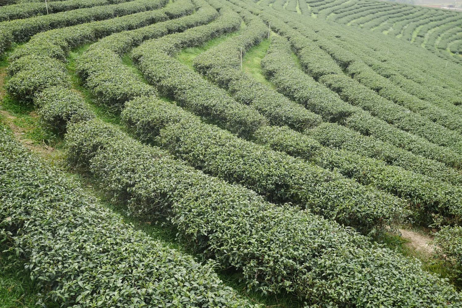 一文详解桑叶茶：调节“三高”的养生饮品