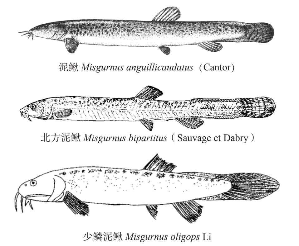 《泥鳅生态养殖技术》之泥鳅的分类与分布