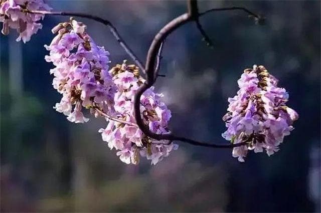 五首桐花美诗鉴赏：赏桐花烂漫，感受二月的浪漫