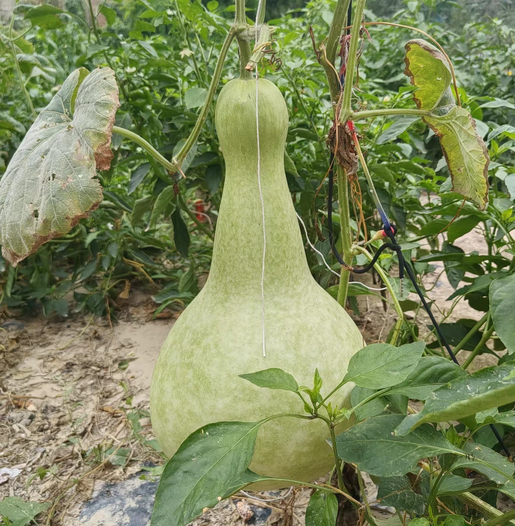 葫芦的种植与应用：从实用到文化象征