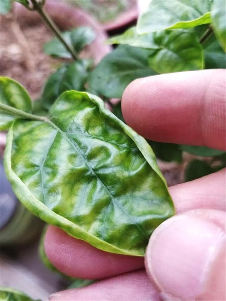 怎么判断植物卷叶是不是由施肥过量或缺少养分造成的？附补救方法