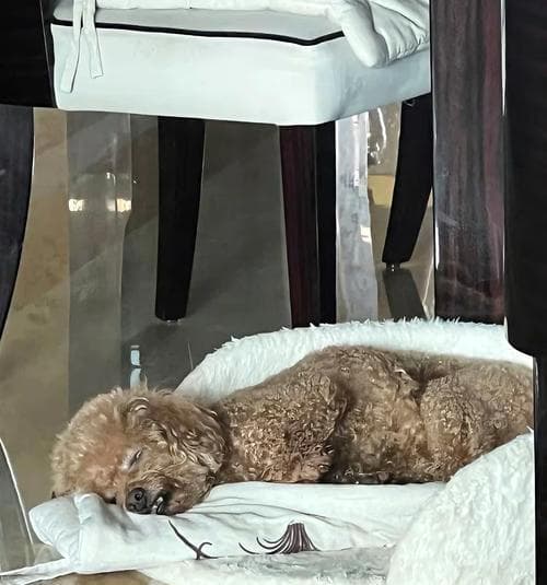泰迪犬疫苗接种完全指南：种类、流程与费用详解