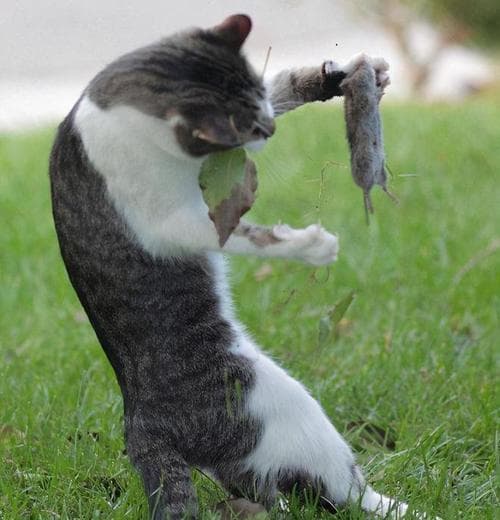 猫咪为什么把老鼠放主人？