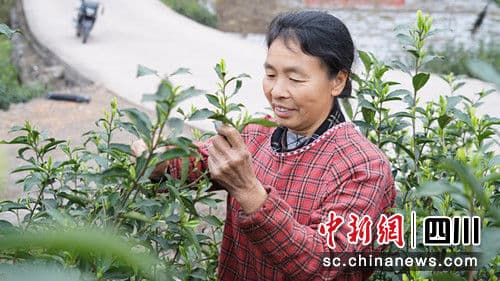 宜宾江安：小小早茶叶变“金叶”托起乡村振兴梦