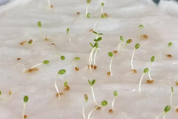 草莓种子发芽与育苗技术详解