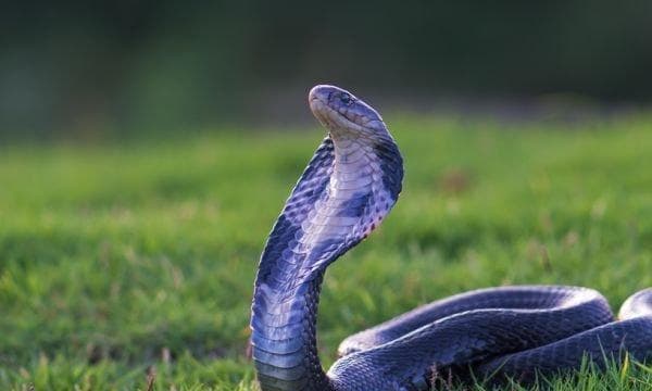 梦见蛇是什么意思？从周公解梦到现代心理学的解读