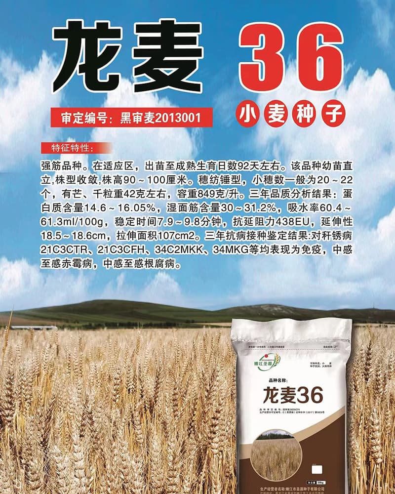 小麦种子在不同季节里的种植方法详解