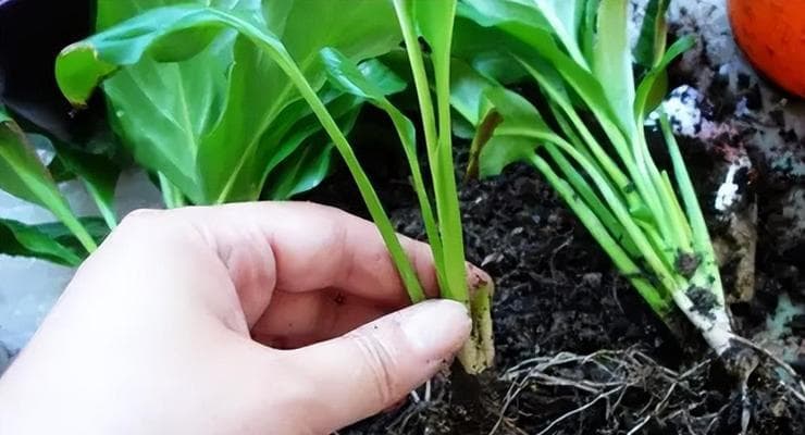 水培一帆风顺的养护技巧（让你的水培植物更旺盛的9个方法）