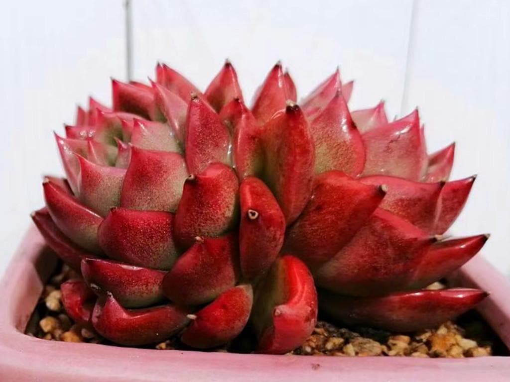 十大养不死的多肉排名（适合新手的10种多肉植物排名）