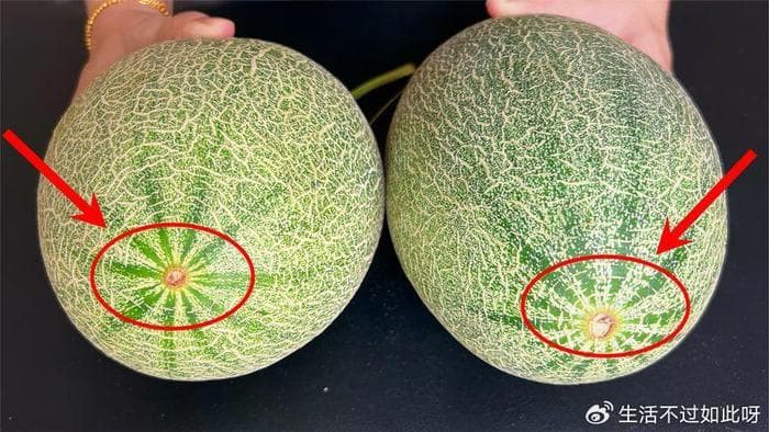 老果农教我挑选哈密瓜的技巧，看一眼这个位置就知道，一挑一个准