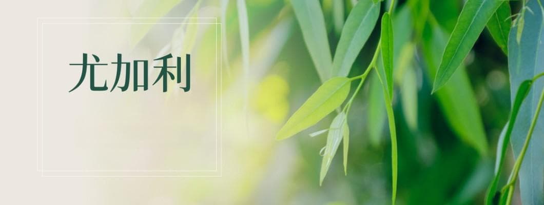 植物故事｜呼吸道的天然清道夫─尤加利家族