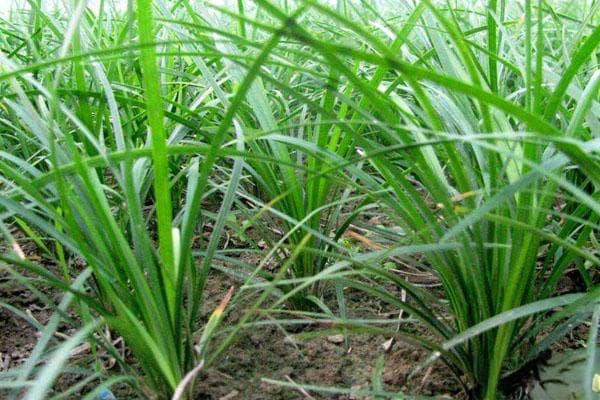麦冬怎么种植产量才高？