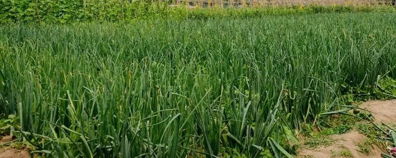 洋葱种植全攻略：不同地区种植时间与施肥要点详解