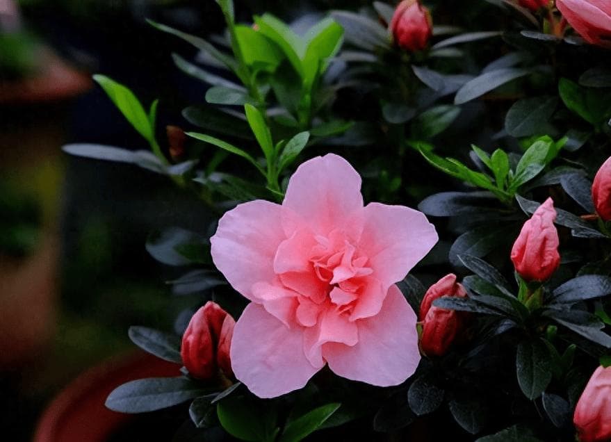 10种花名带动物的花卉，花名有趣，花形别致，你养过哪几种？