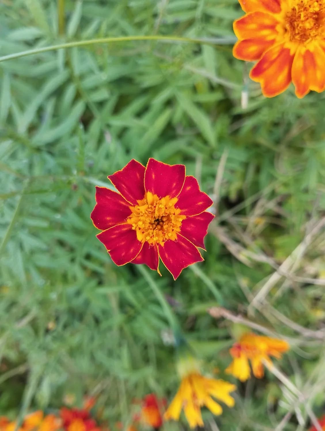 红花油的正确用法，你真的知道吗？