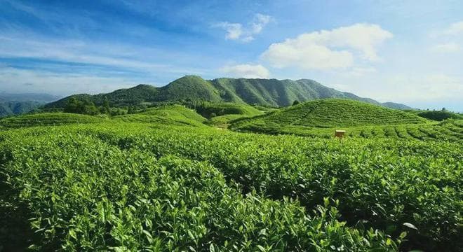 雷山银球茶：苗族智慧与雷公山馈赠的完美结合