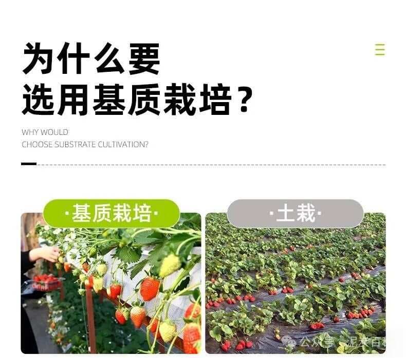 温室大棚土壤栽培与基质栽培的成本与市场效益对比分析