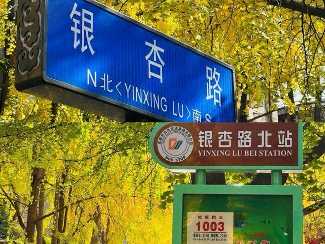 11月中旬了，成都市区的银杏叶为啥还没黄？