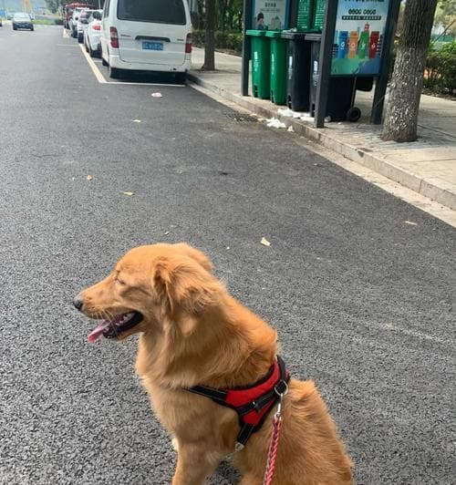 金毛犬是否会咬人？（探究金毛犬咬人的原因和防范措施）