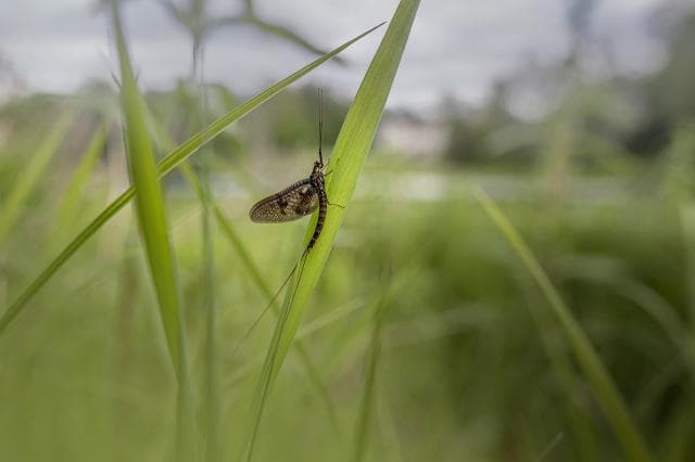 古诗《蜉蝣》：从微小生命看人生哲理