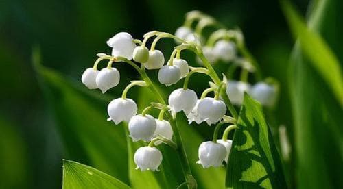 蓝铃花的花语及象征意义（解读蓝铃花的深刻内涵）