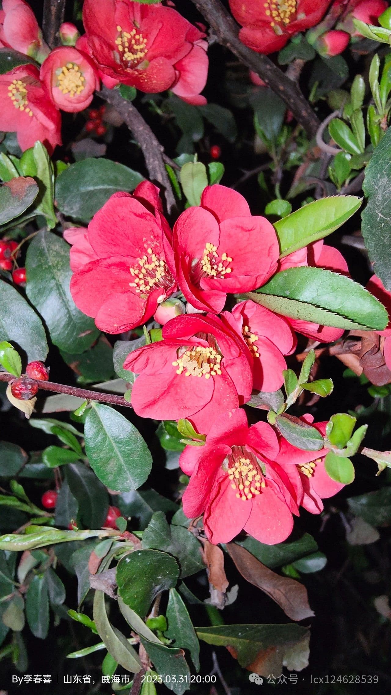 物语之贴梗海棠（Chaenomeles speciosa）