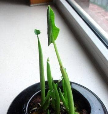 毛芋发芽了可否食用（如何正确处理发芽的毛芋）