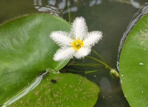 一叶莲什么时候开花？花期长达8个月的养护要点