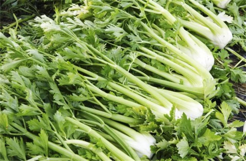 春季时令蔬菜，芹菜的8种吃法，营养好吃，鲜香味美，太解馋了
