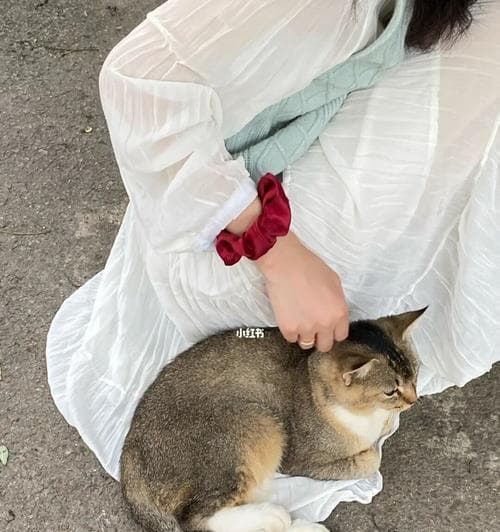 从互动行为到心理研究，深入探究猫咪之间的交际奥秘