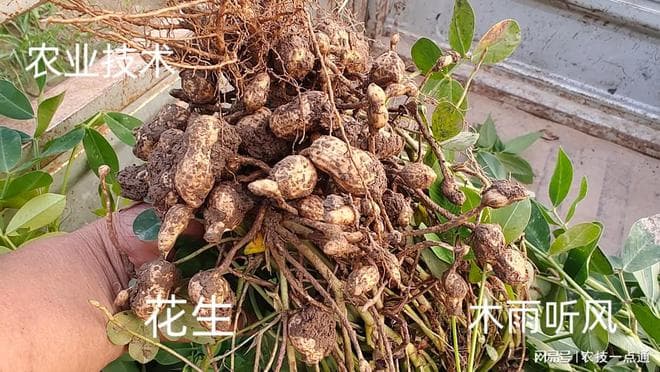 花生播种时间如何确定？花生播种的最佳时间是什么时候？