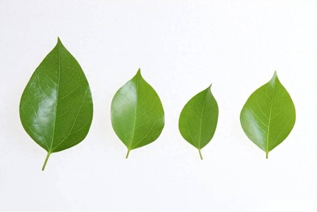 从虎皮兰到非洲紫罗兰：五种花卉叶插繁殖详解