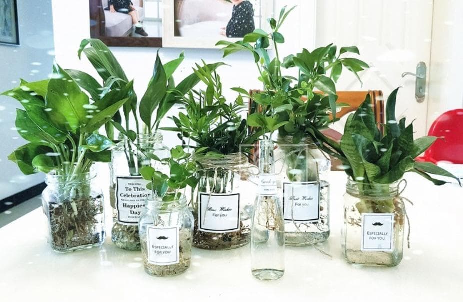 水培植物哪些比较好养（室内最好养的水培植物排名）