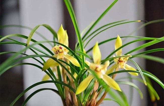 香味比较浓的3种兰花，室内养殖香喷喷
