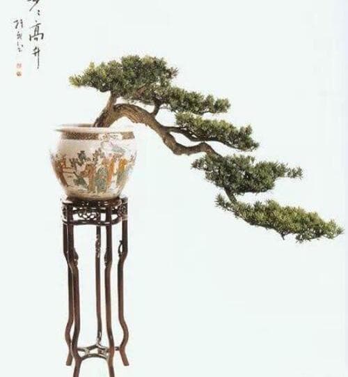 罗汉松怎么造型？